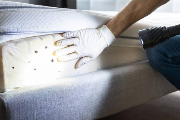 Best Termite Control Services  in Metter, GA