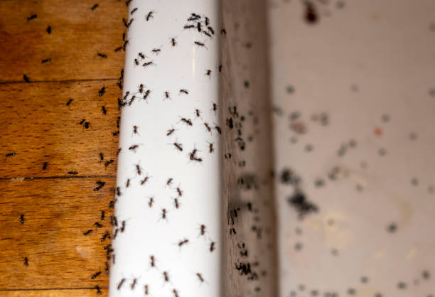 Pest Control for Restaurants in Metter, GA